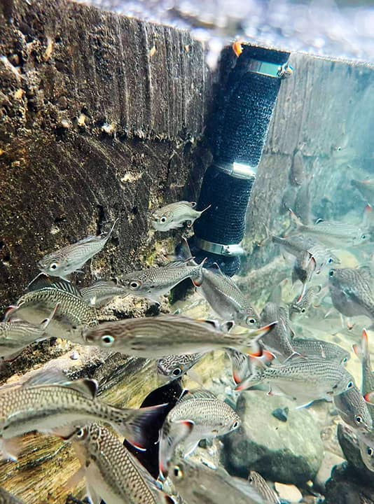 An underwater photo showing a school of small fish swimming next to a river level gauge installed in a river in south Santo