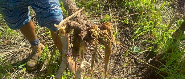 A staff from DARD holds a manioc plant that has a rotten corm from being in waterlogged soil for too long