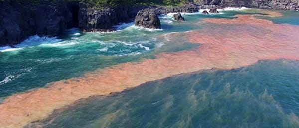 A photo of a red algal bloom of Lelepa Island taken during a previous La Niña event