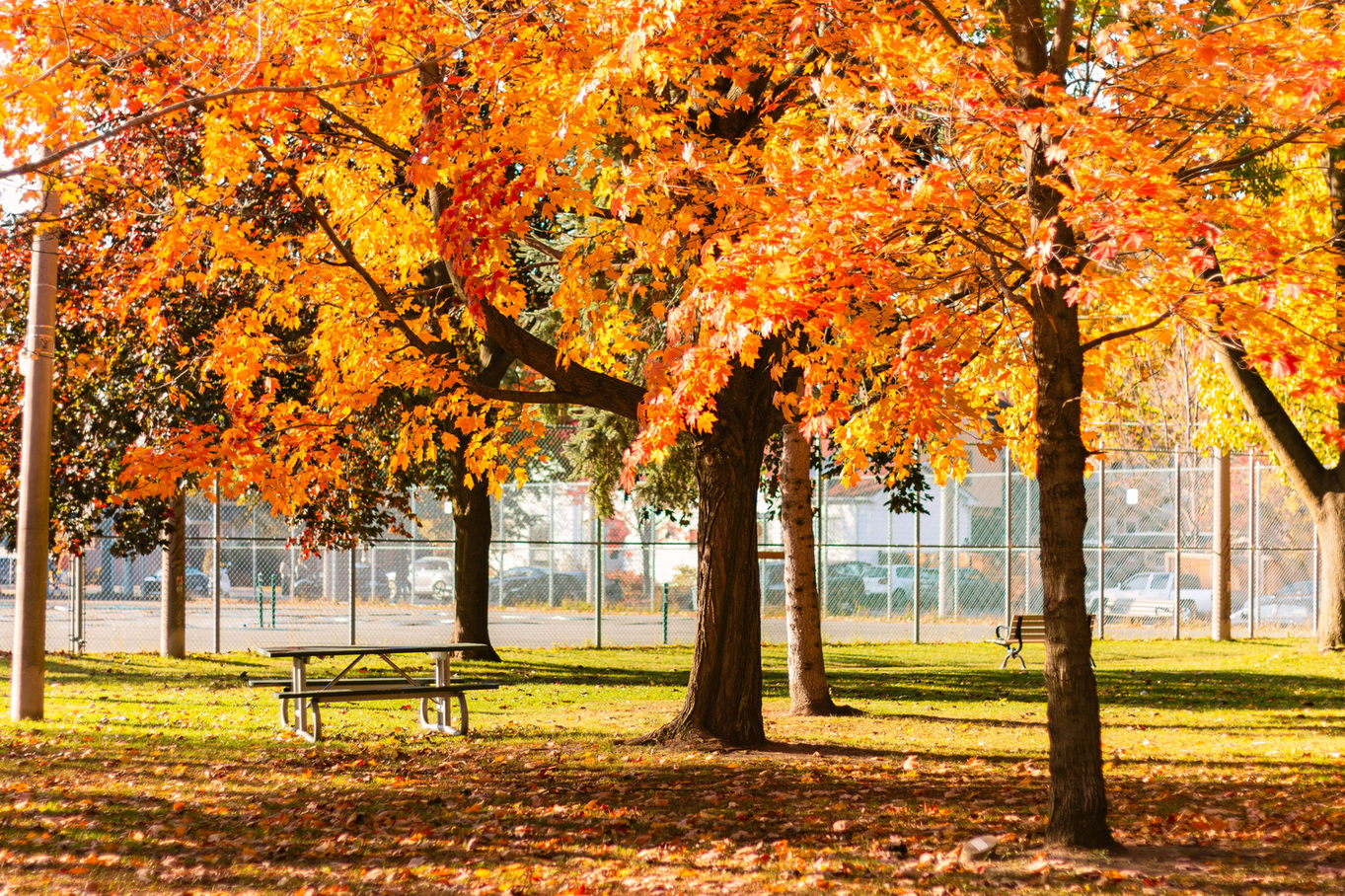 Outdoor Learning in Autumn: 5 Easy Activities for Teachers