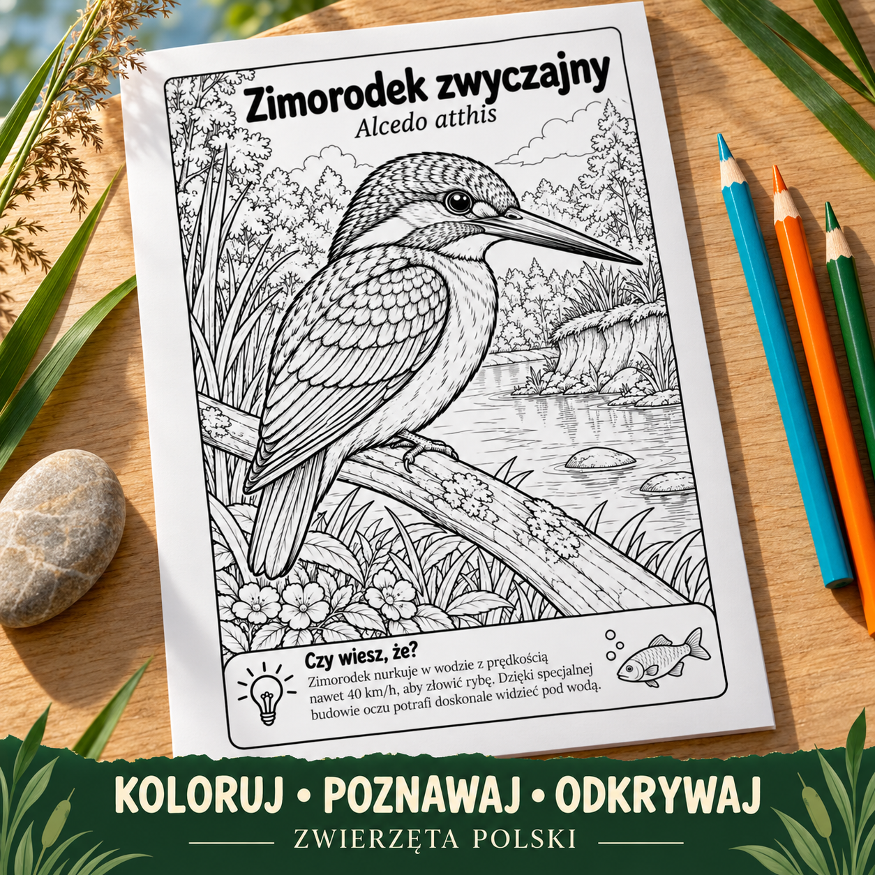 Zimorodek zwyczajny — strona z kolorowanki