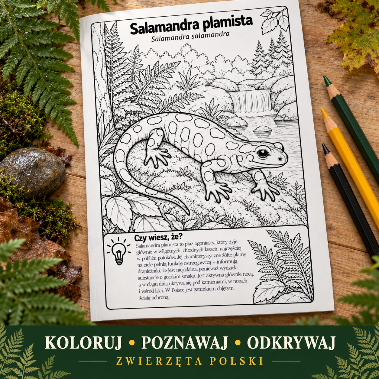 Salamandra plamista — strona z kolorowanki