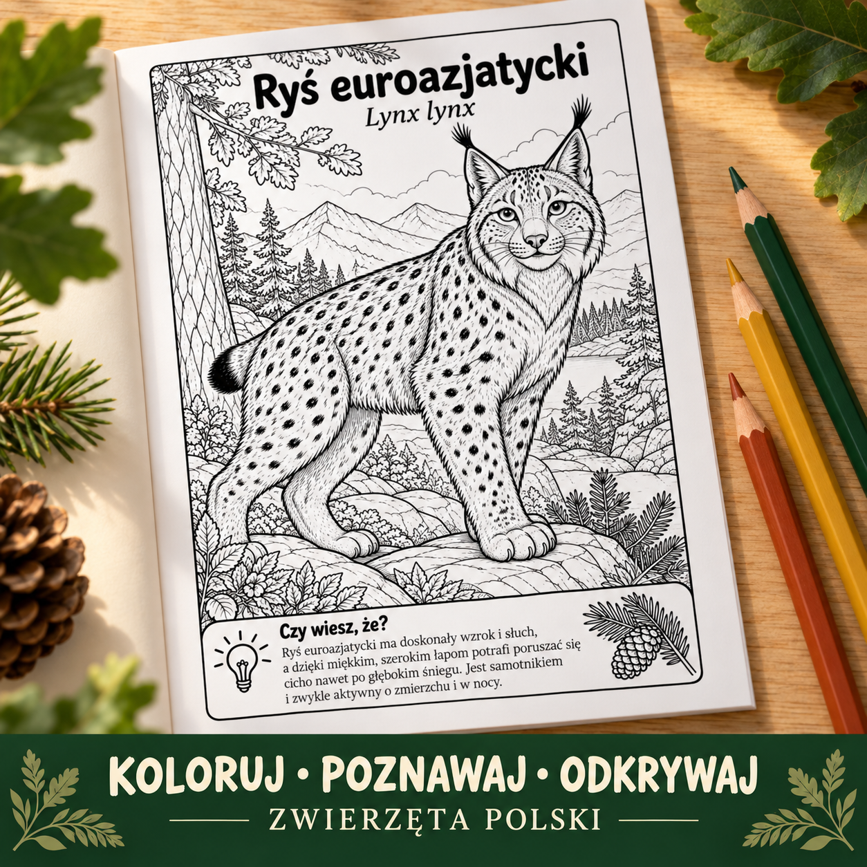 Ryś euroazjatycki — strona z kolorowanki