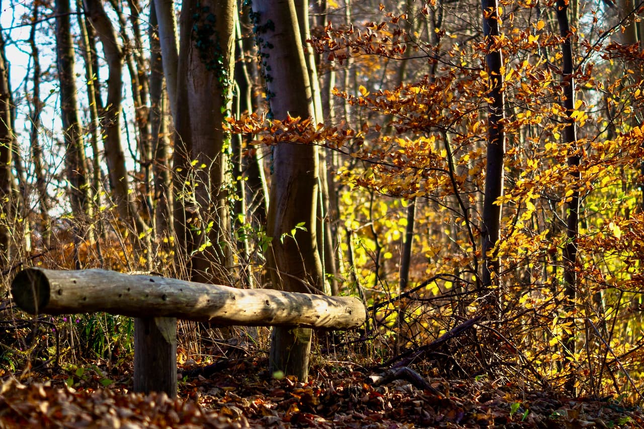 Yoga Freiburg Workshop Yoga im Herbst
