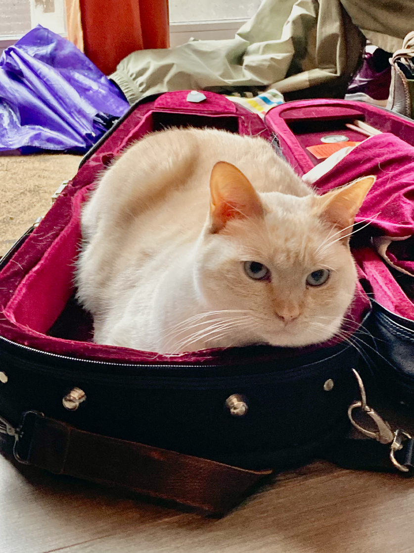 A cream-colored tabby cat in a violin case lined with maroon velvet