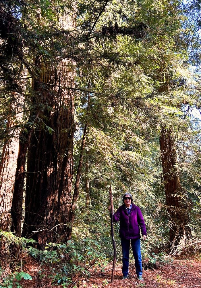 Nora G. Ho, children's book author among the Redwood trees