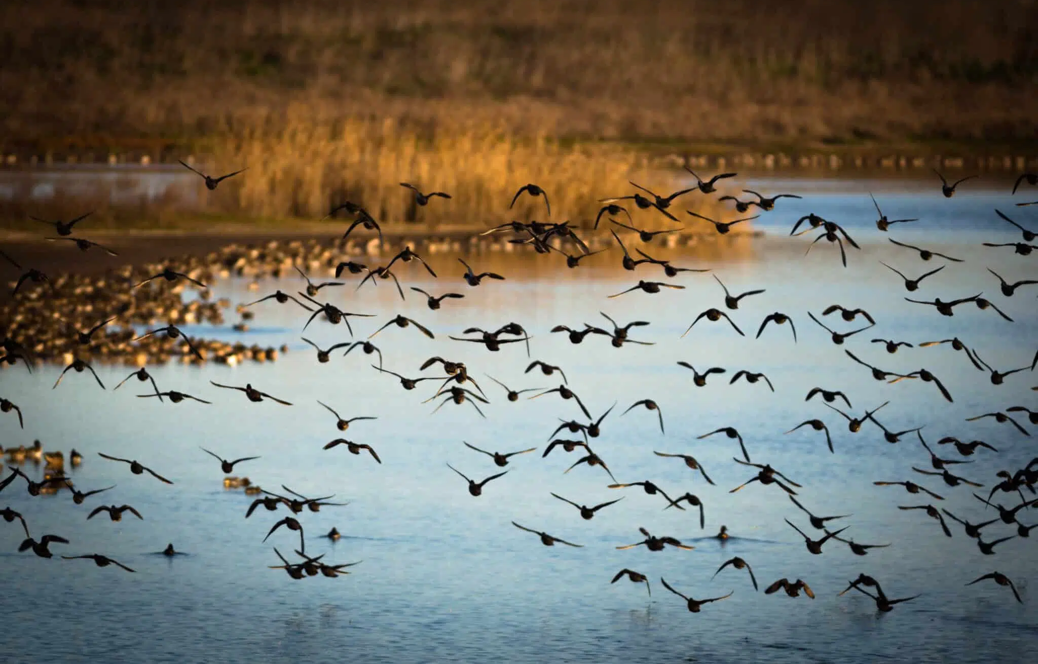 DFO Germany Conservation