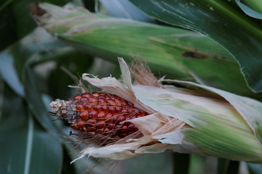 Ti symbainei me tis nees Gonidiomatikes Texnikes? Ti mporoume na kanoume?