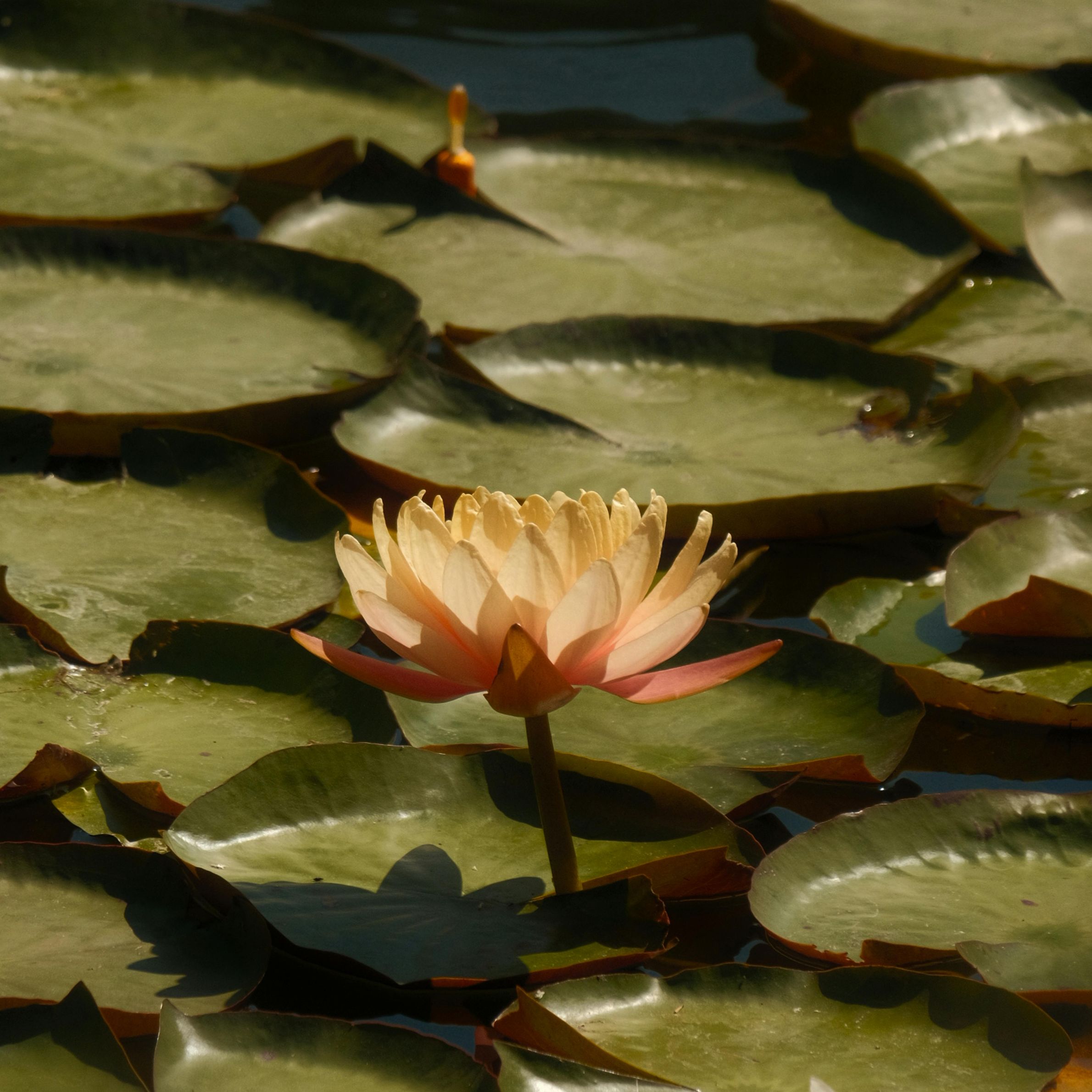 The Vulnerability of Being a Beginner