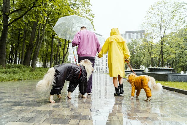 A picture of a couple (one in a yellow rain coat and one in a pink sweater with a large, clear umbrella) out with their two dogs (both of whom have rain coverings) enjoying a nice rainy day outdoors, presented within the Near Me Discovery Things To Do blog content hub as the image for the blog post on best rainy day activities in Panama City Beach, FL
