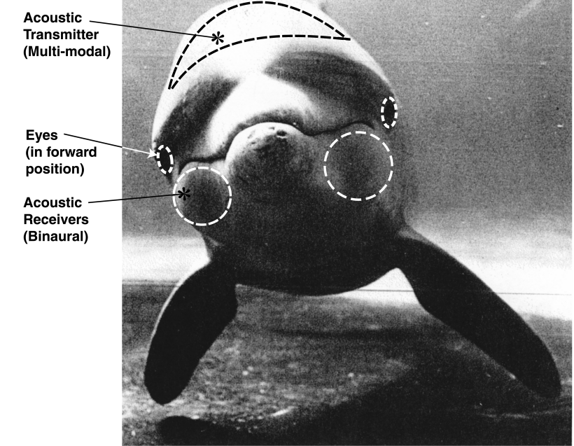 Deleuze's On Painting: Seminar 4(b) - The Analog