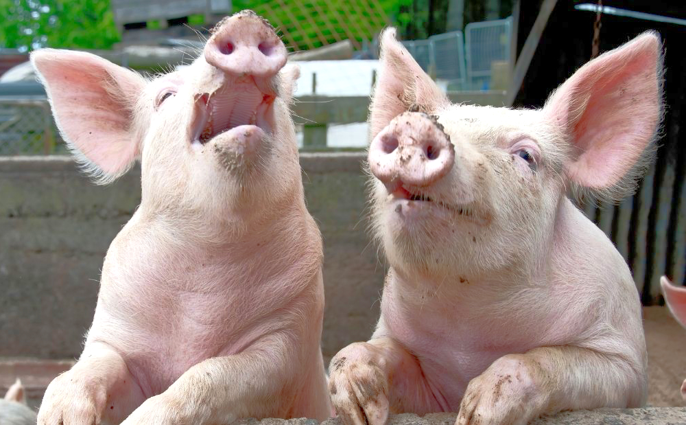 From Yes Minister to Animal Farm: what classic political satire still teaches us