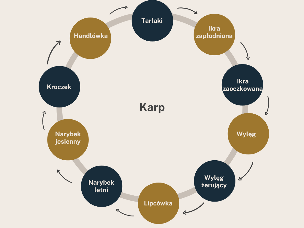 Definicje sortymentu rybnego