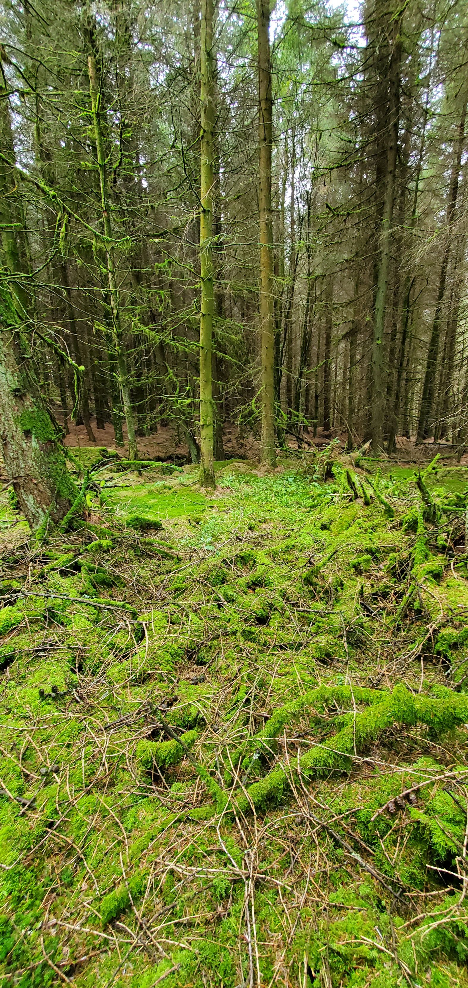 The benefits of walk & talk therapy in nature with Mark O'Hanlon from Red Sage Holistic Therapies