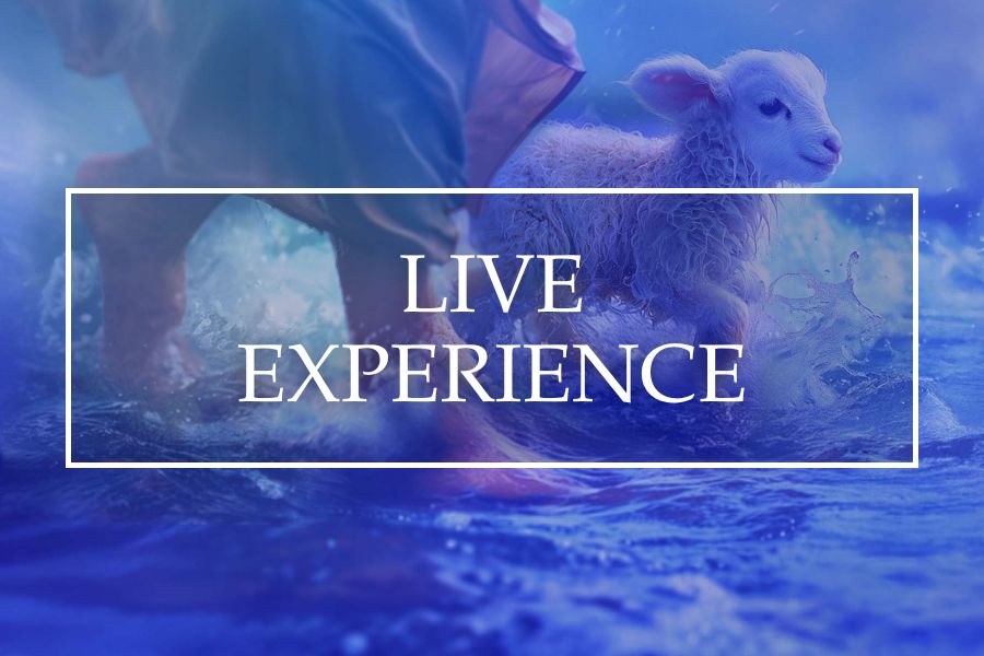 Live Experience: Most Popular