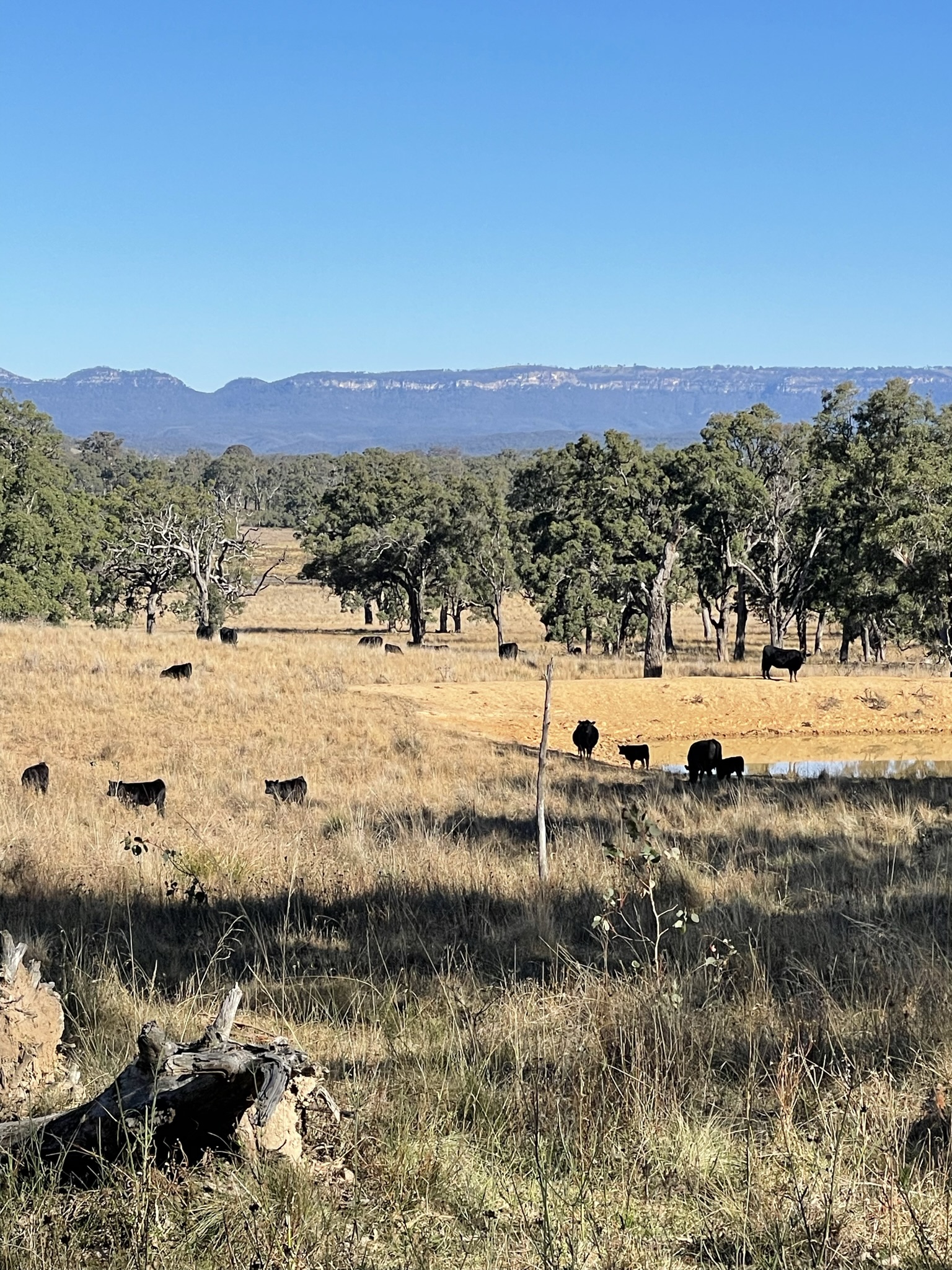 Farmland with cattle, trees and the canyon cliffs of the Capertee Valley in the background