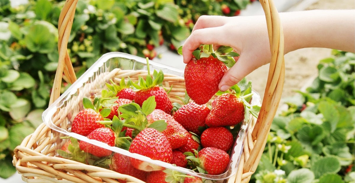 Imatge d'una cistella amb maduixes