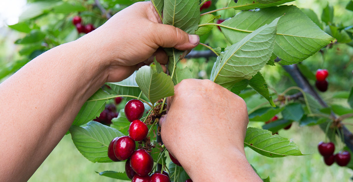 Imatge d'unes mans que cullen unes cireres