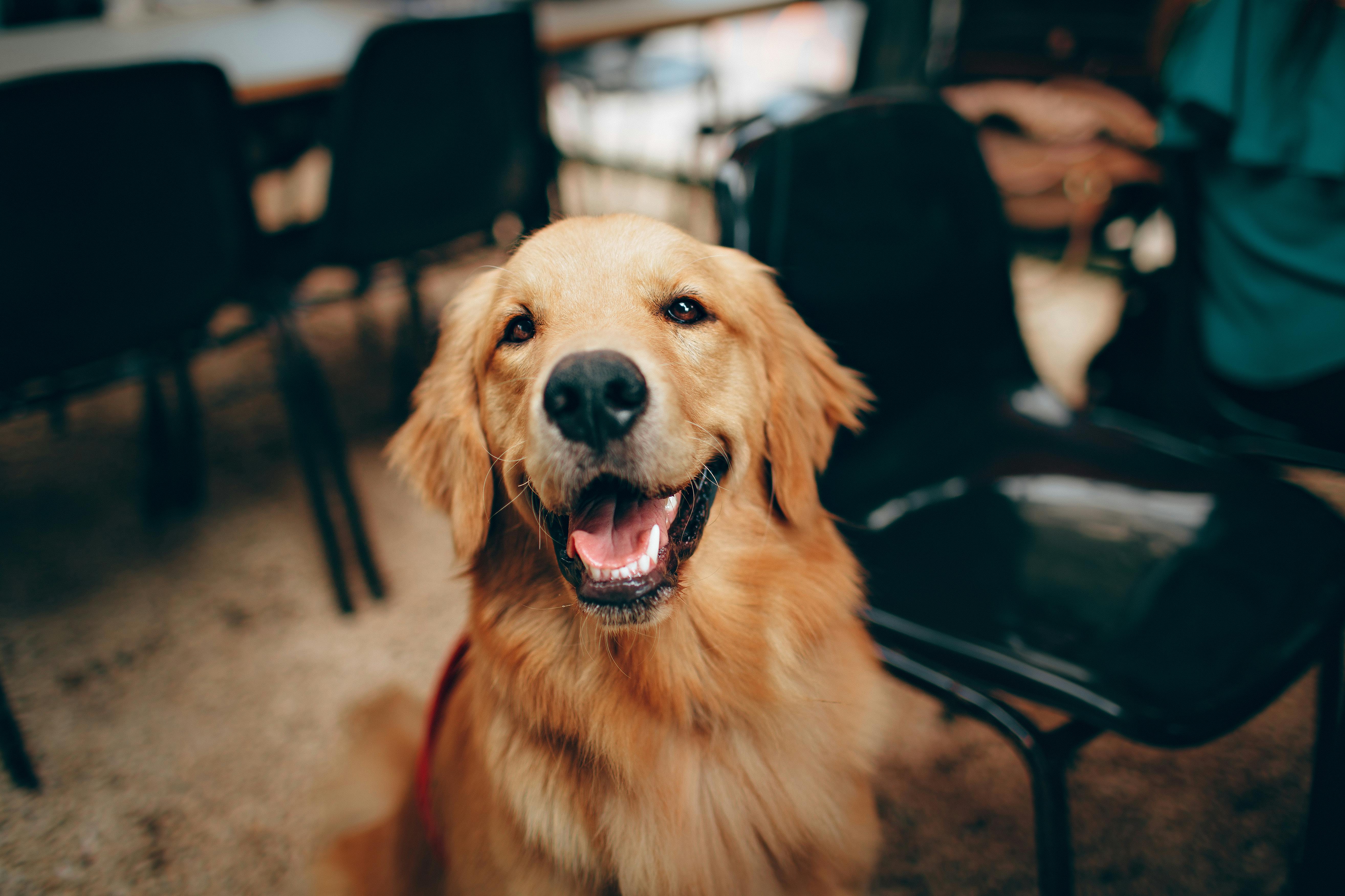 A golden retriever looking up this way with a happy face