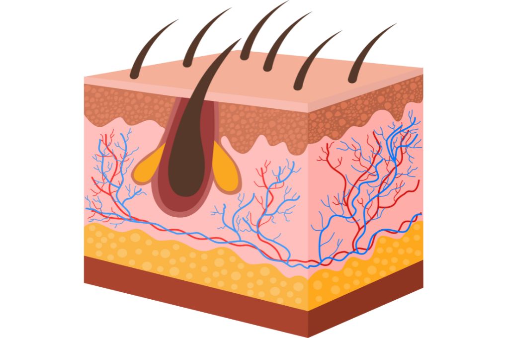 Illustration eines Querschnitts durch die Haut mit ihren drei Hauptschichten: Epidermis (Oberhaut), Dermis (Lederhaut) und Subkutis (Unterhaut). Zu sehen sind Haarfollikel, Talgdrüsen, Blutgefäße und Fettgewebe, die die Struktur und Funktionen der Haut verdeutlichen.