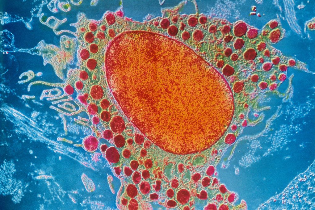 Mikroskopische Aufnahme einer Zelle mit Zellkern und Organellen, zeigt zelluläre Prozesse wie Entzündungsreaktionen, relevant für Entzündungen in den Wechseljahren und deren Auswirkungen auf den Körper.