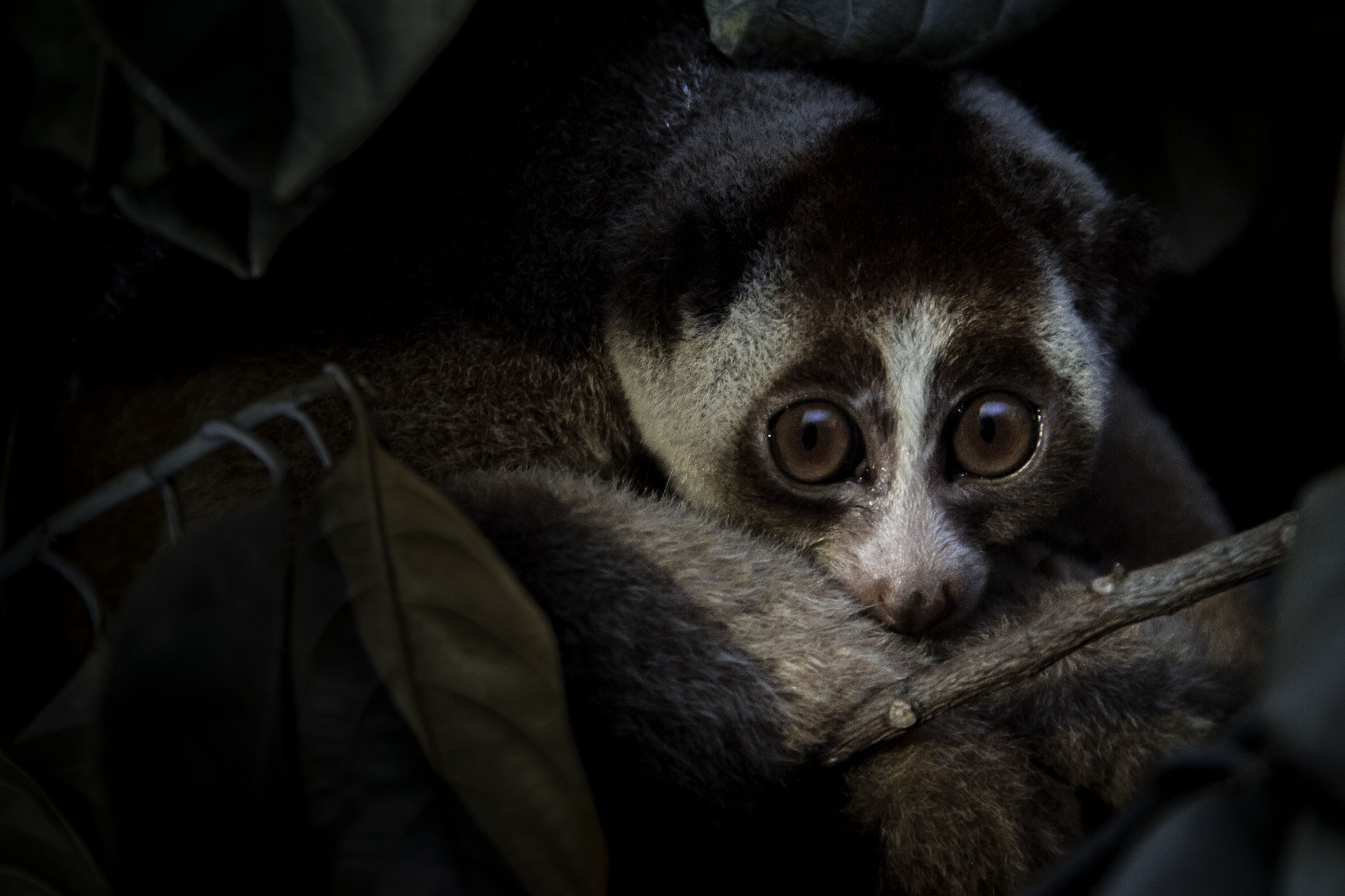 close up of slow loris with big, round eyes