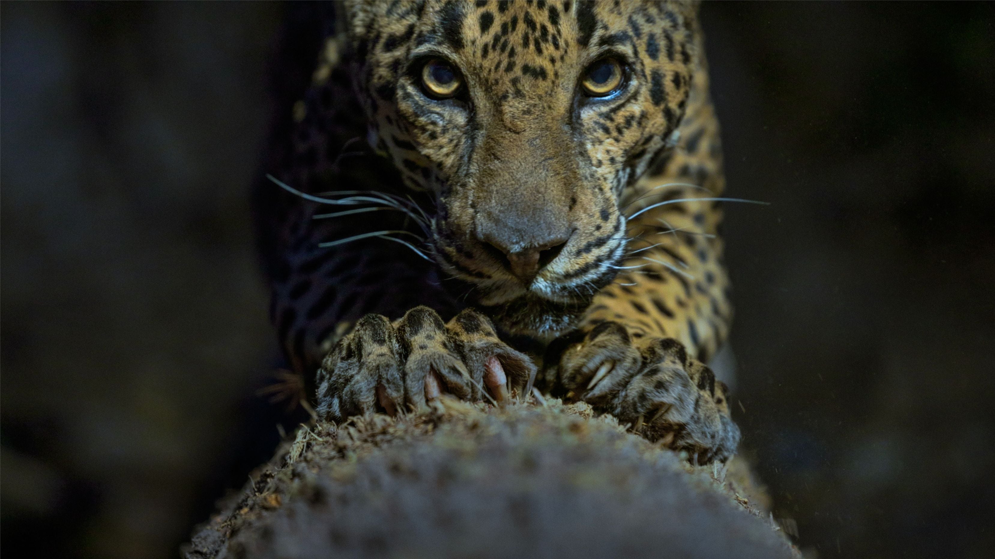 gorilla leaning against seated man