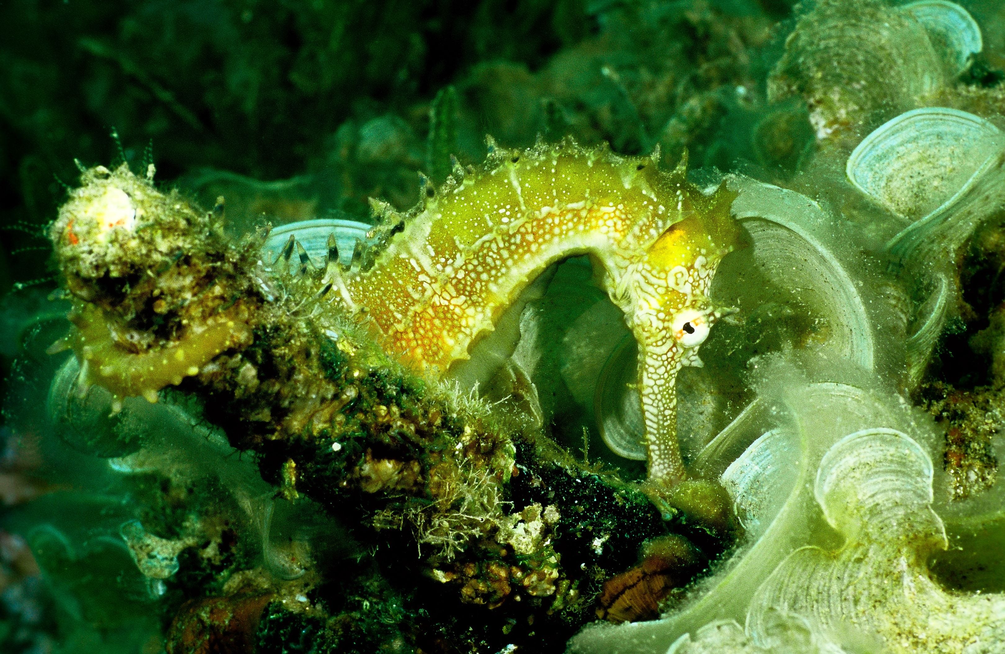 underwater shot of seahorse