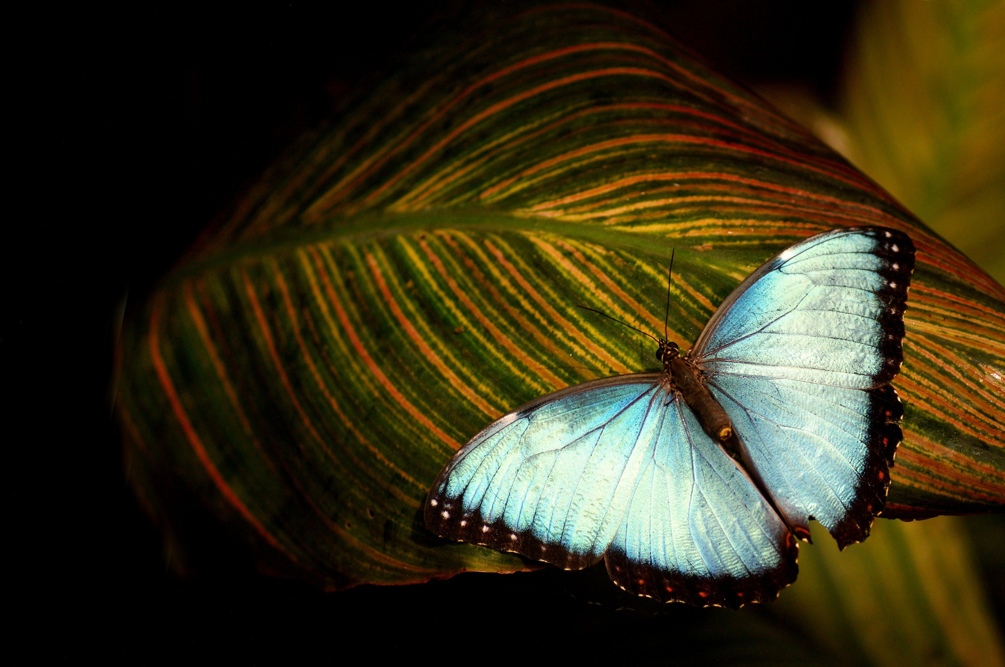 blue butterfly on leaf