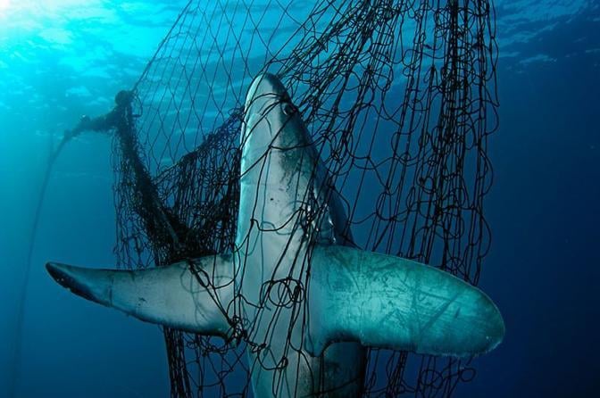 dead shark caught in fishing net with fins outstretched as if crucified
