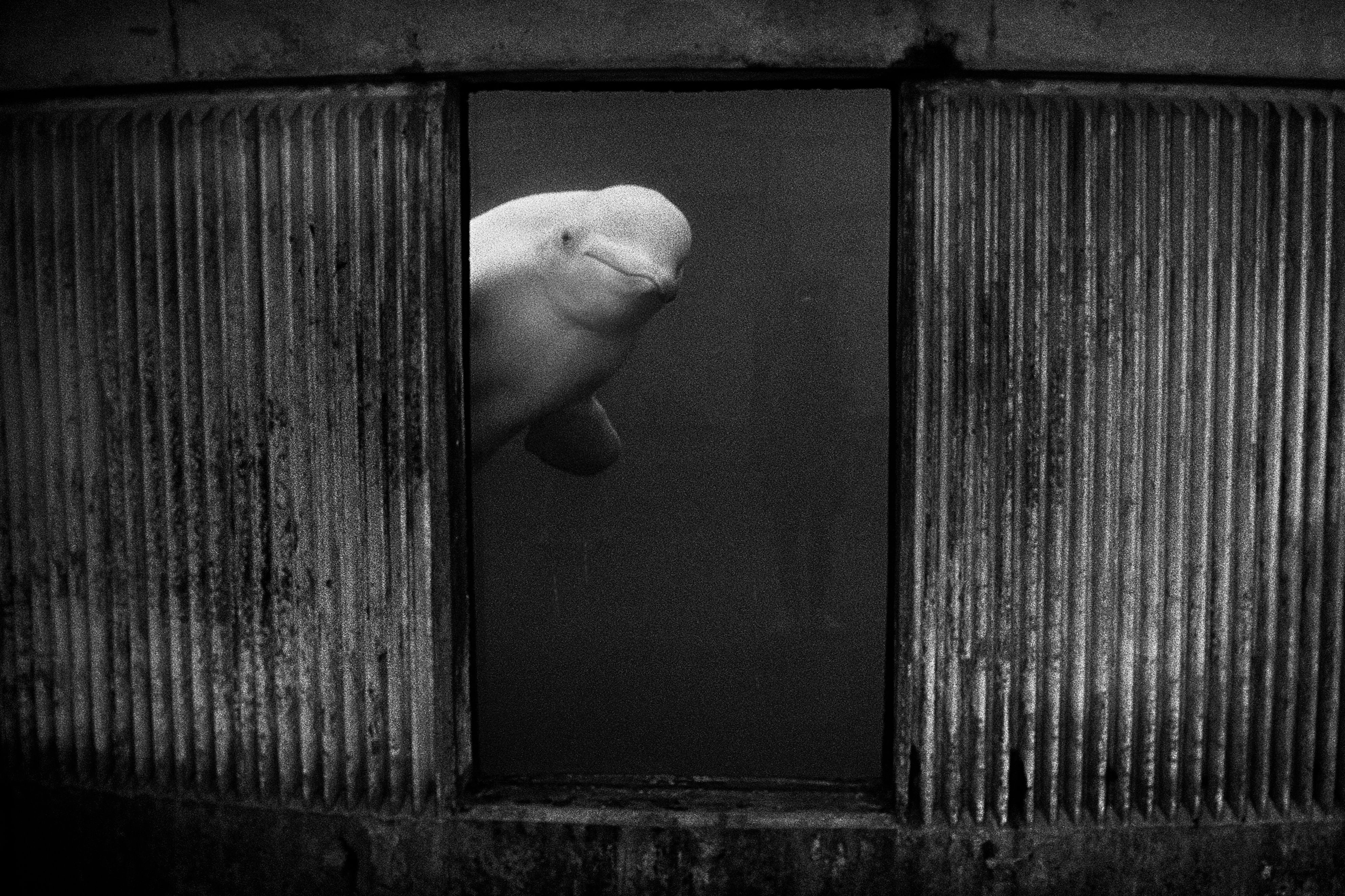 close up of tiger with chainlink leash lying on concrete floor