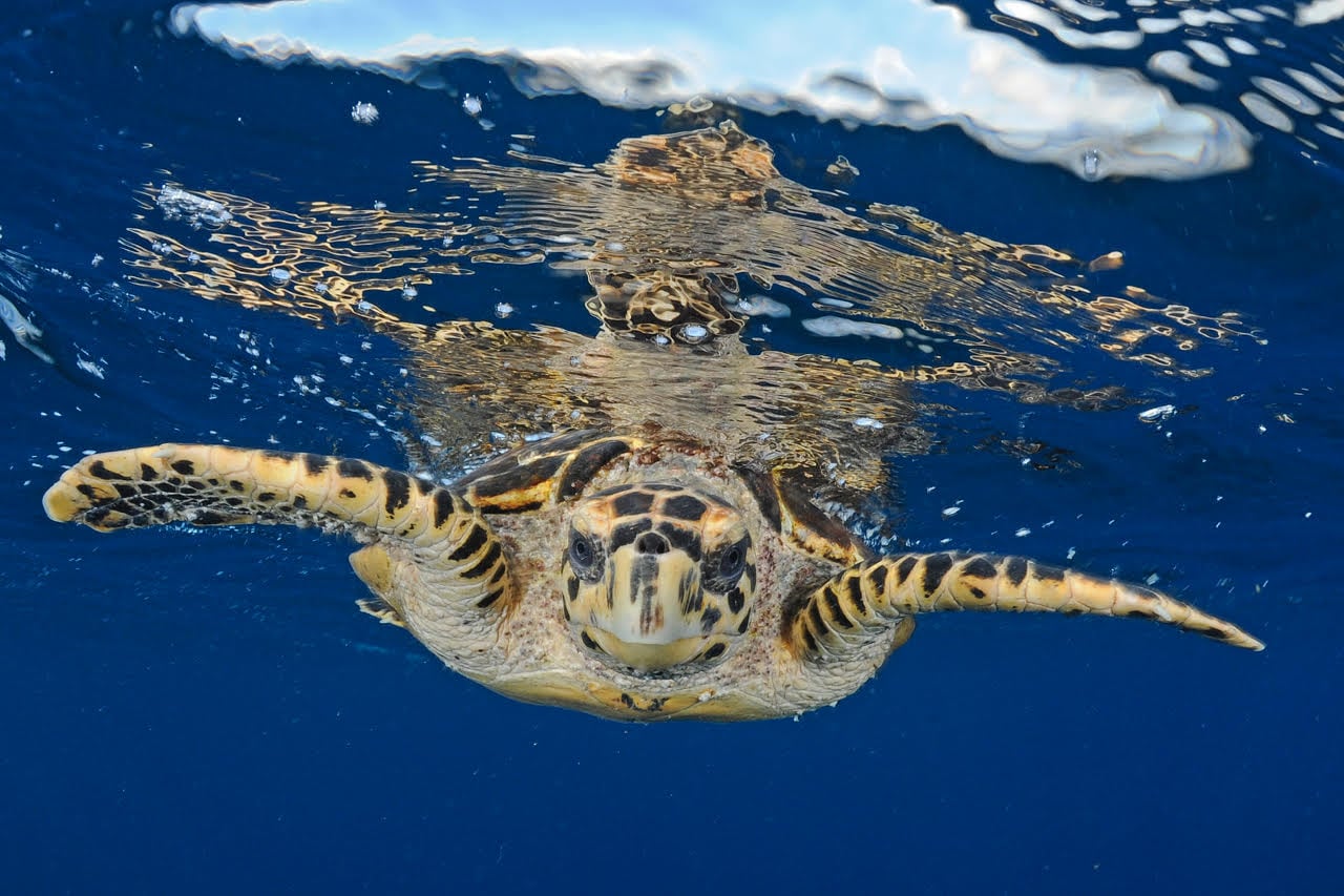 underwater shot of sea turtle swimming head-on