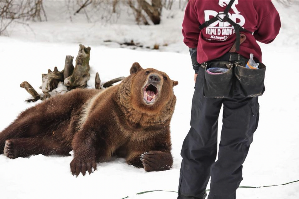person standing by bear lying in snow