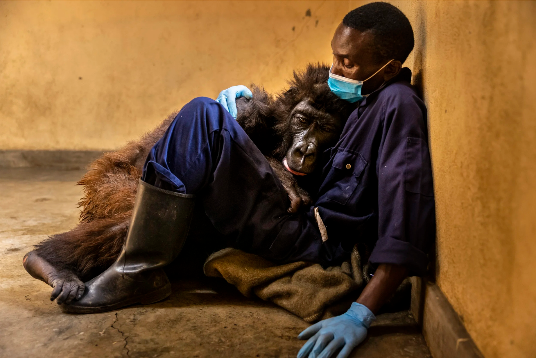 gorilla leaning against seated man