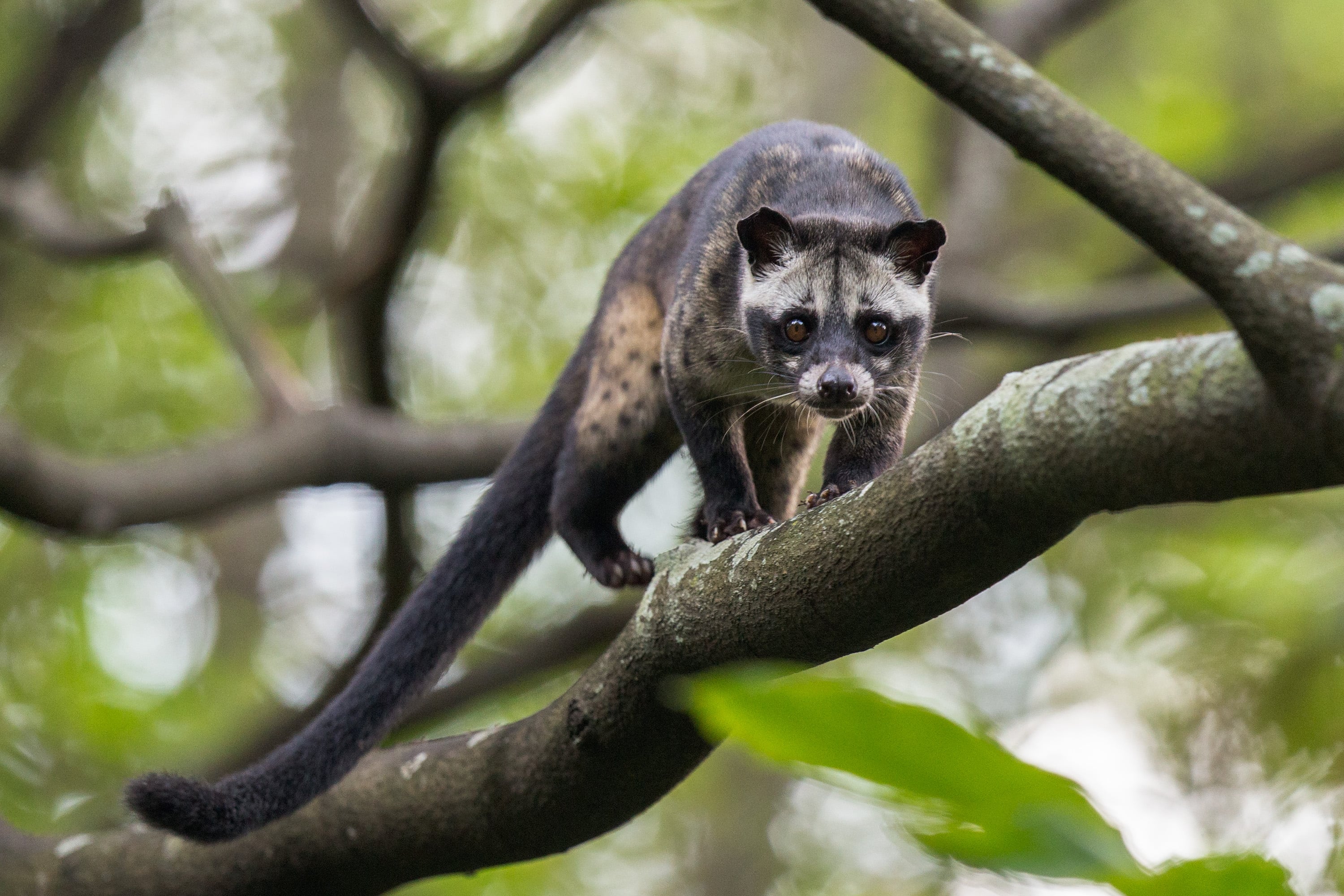 Civet walking on tree branch