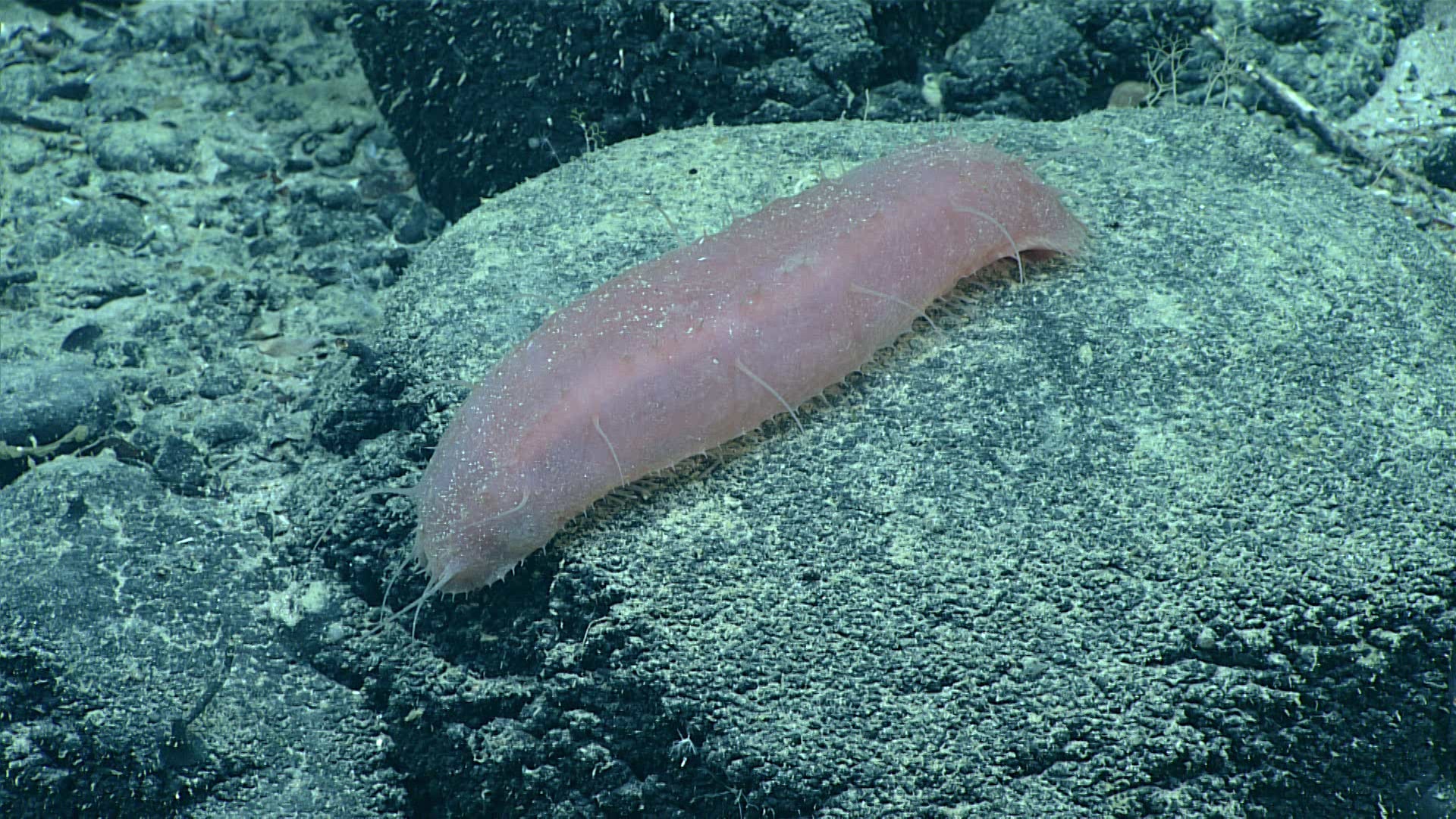pale pink sea cucumber on sea floor