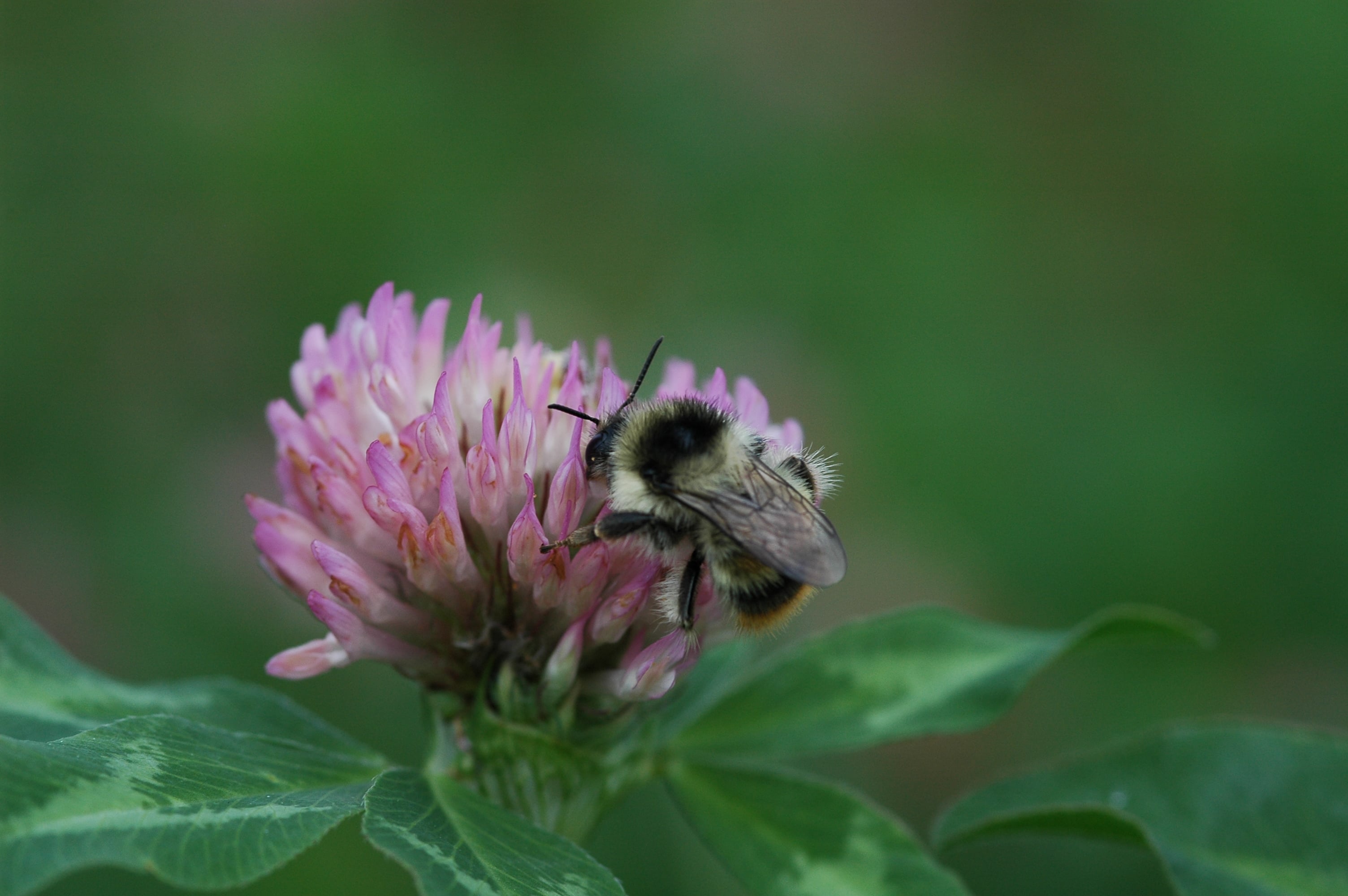 close up of bumble bee on clover flower