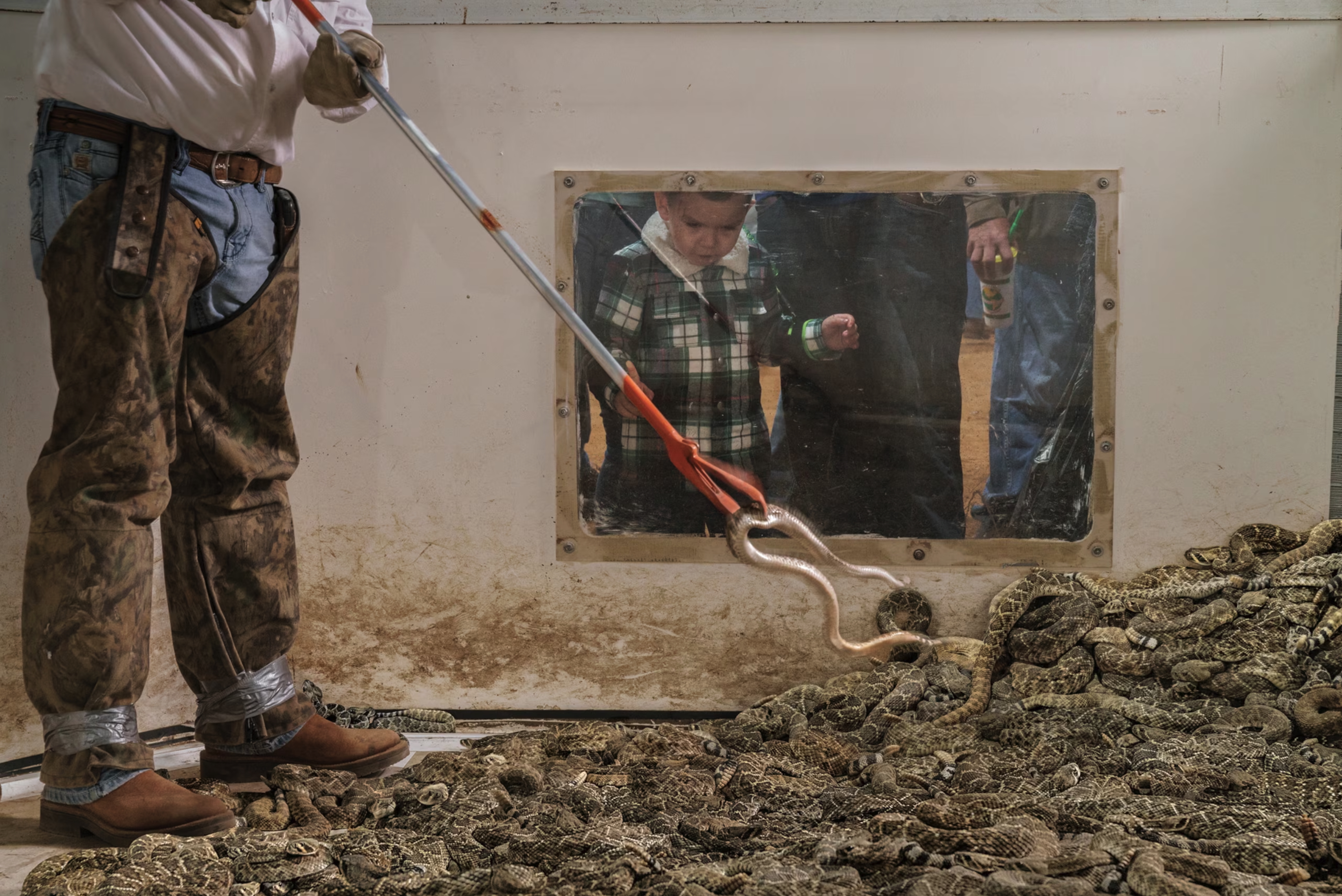 close up of tiger with chainlink leash lying on concrete floor