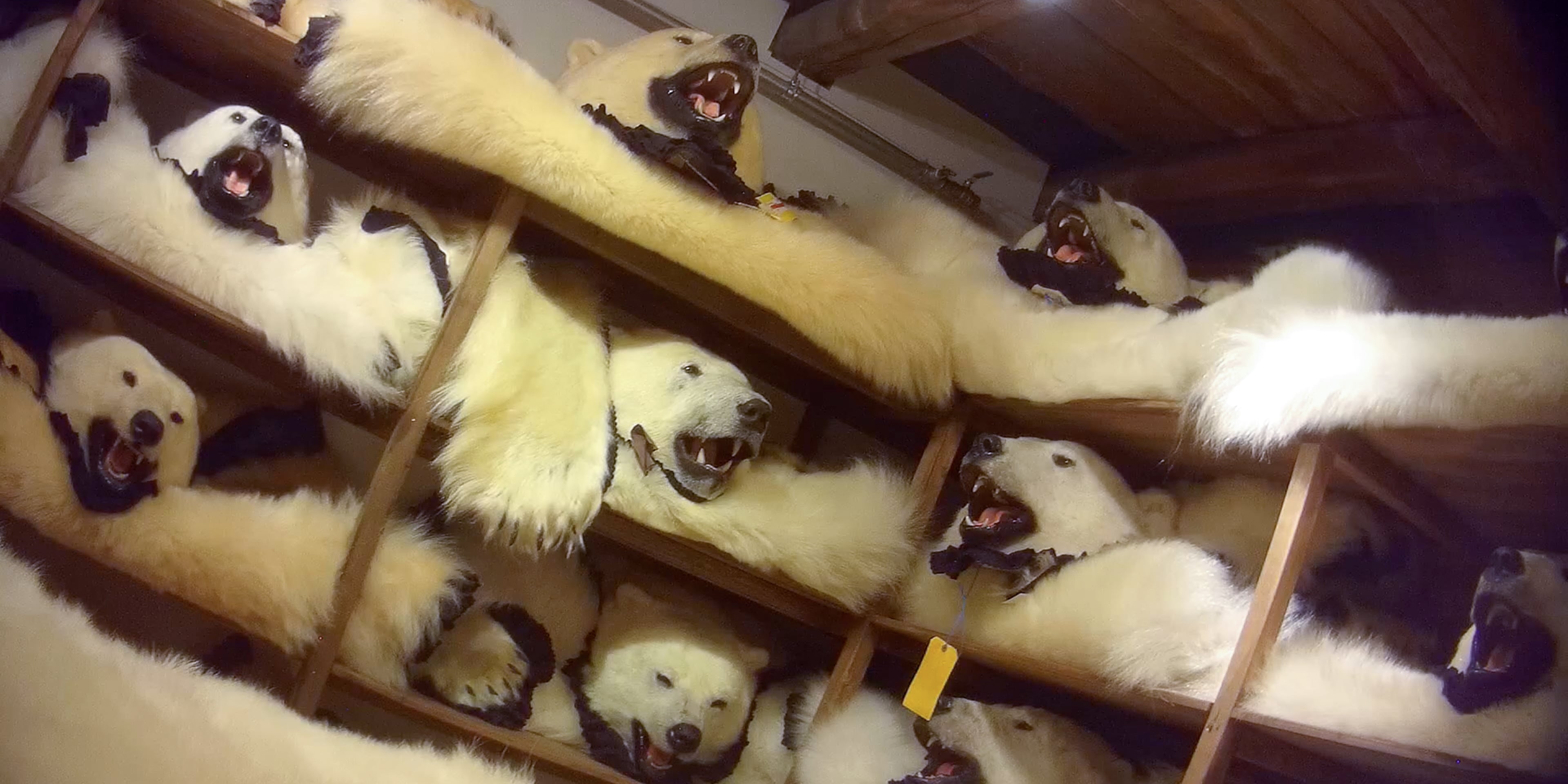 shelves of polar bear pelts with heads