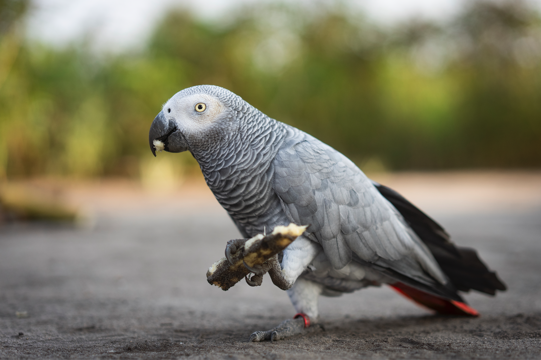African grey parrot on ground holding stick in one foot