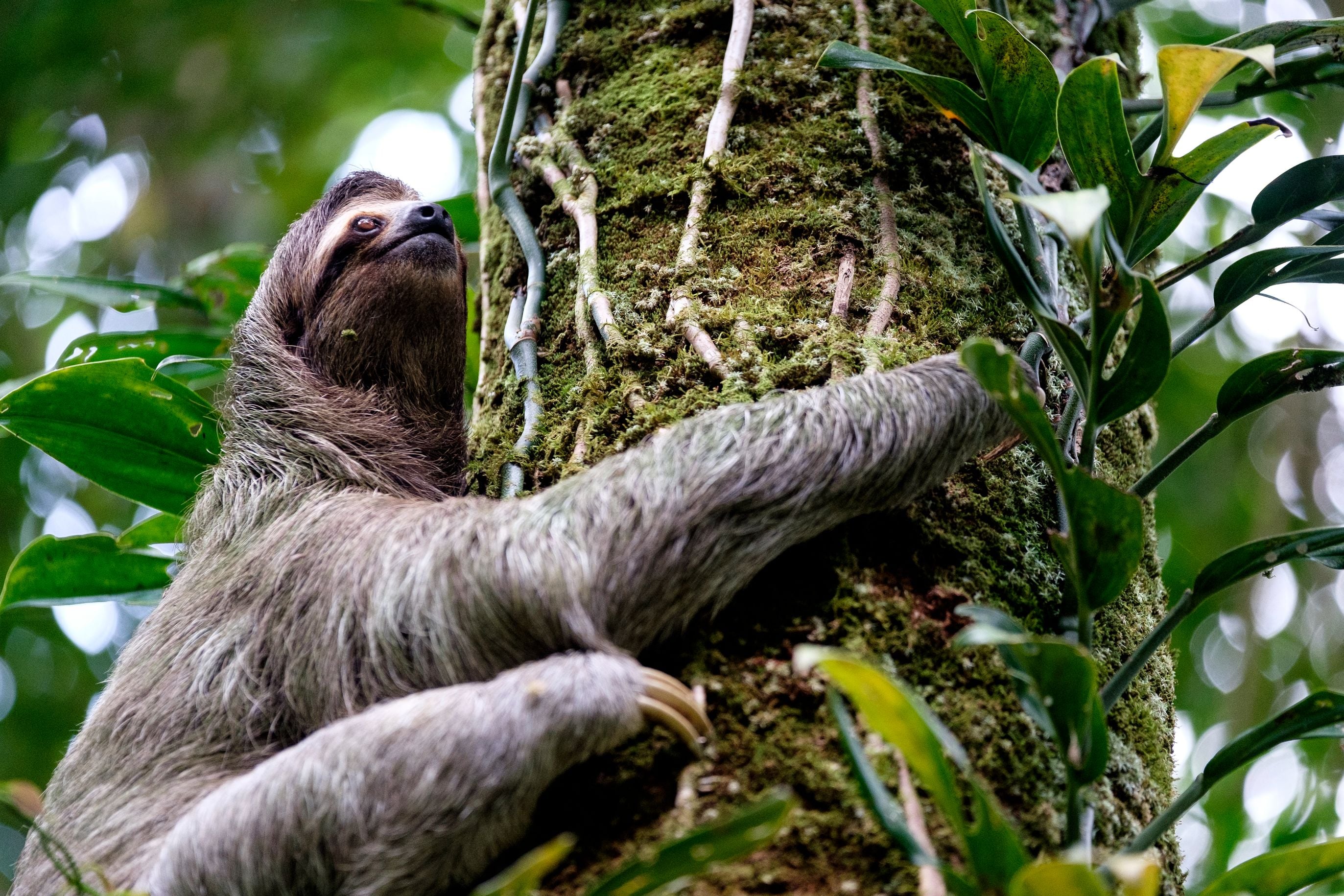 sloth climbing mossy tree