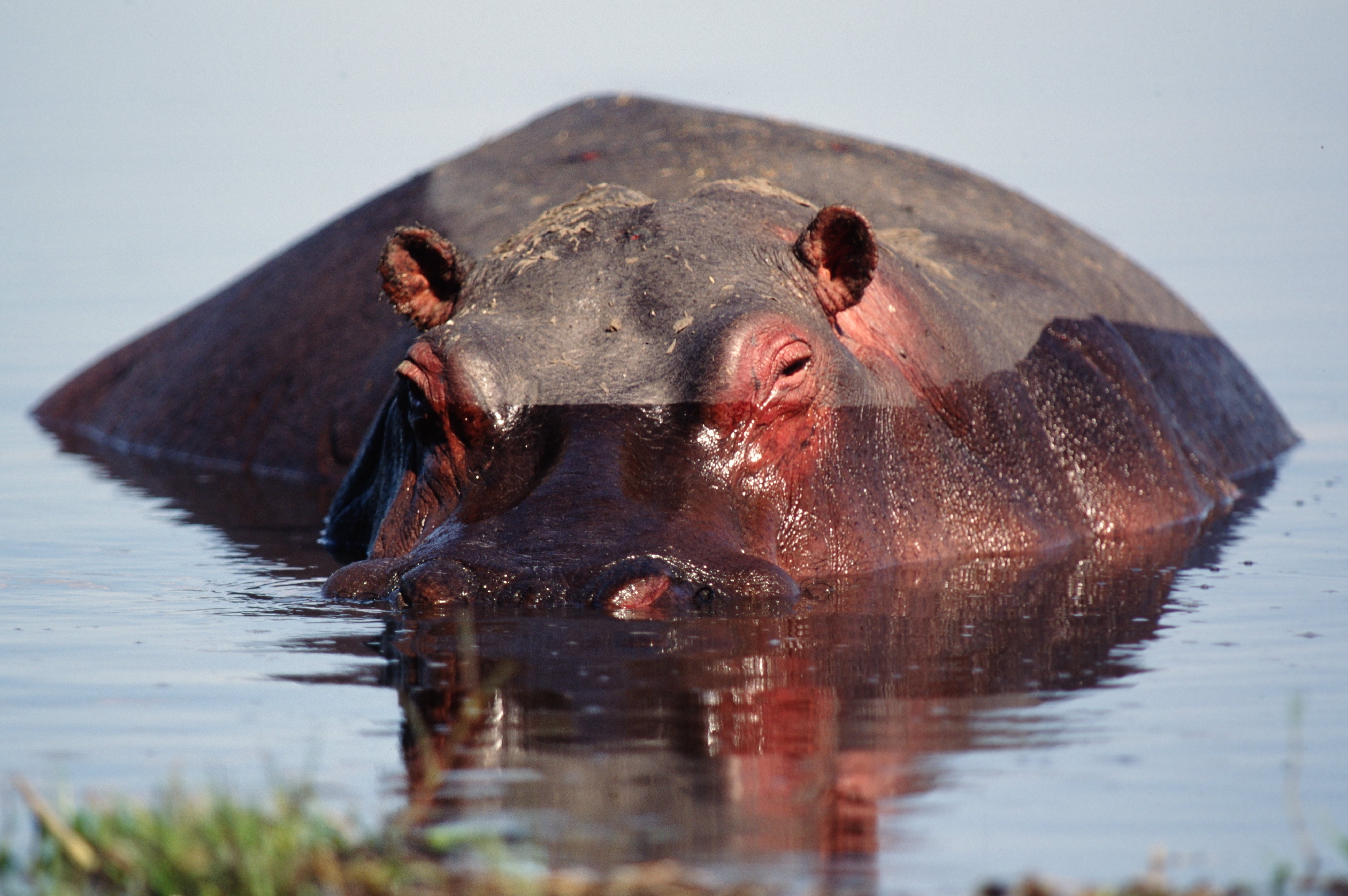 partially submerged hippo