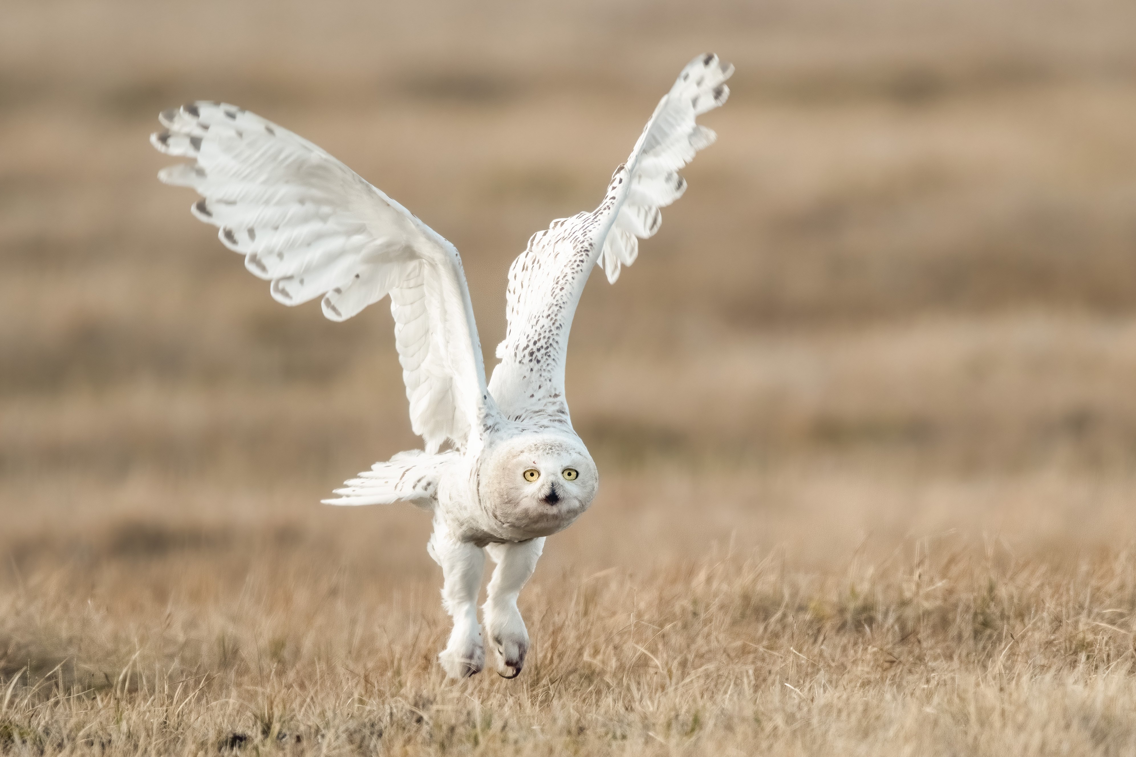 snowy owl taking off over field of dry grass