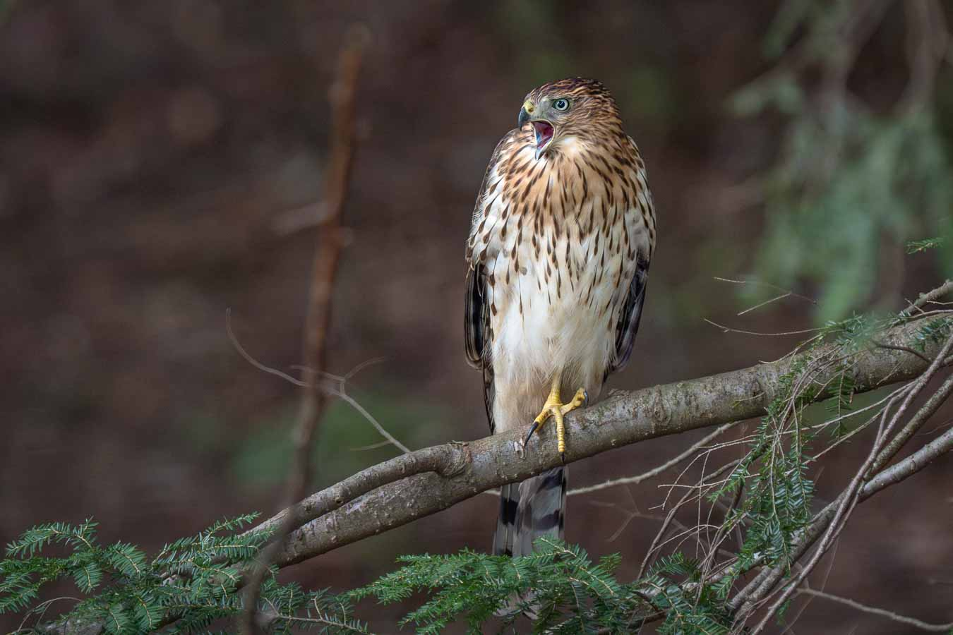 Tan and white hawk on tree branch