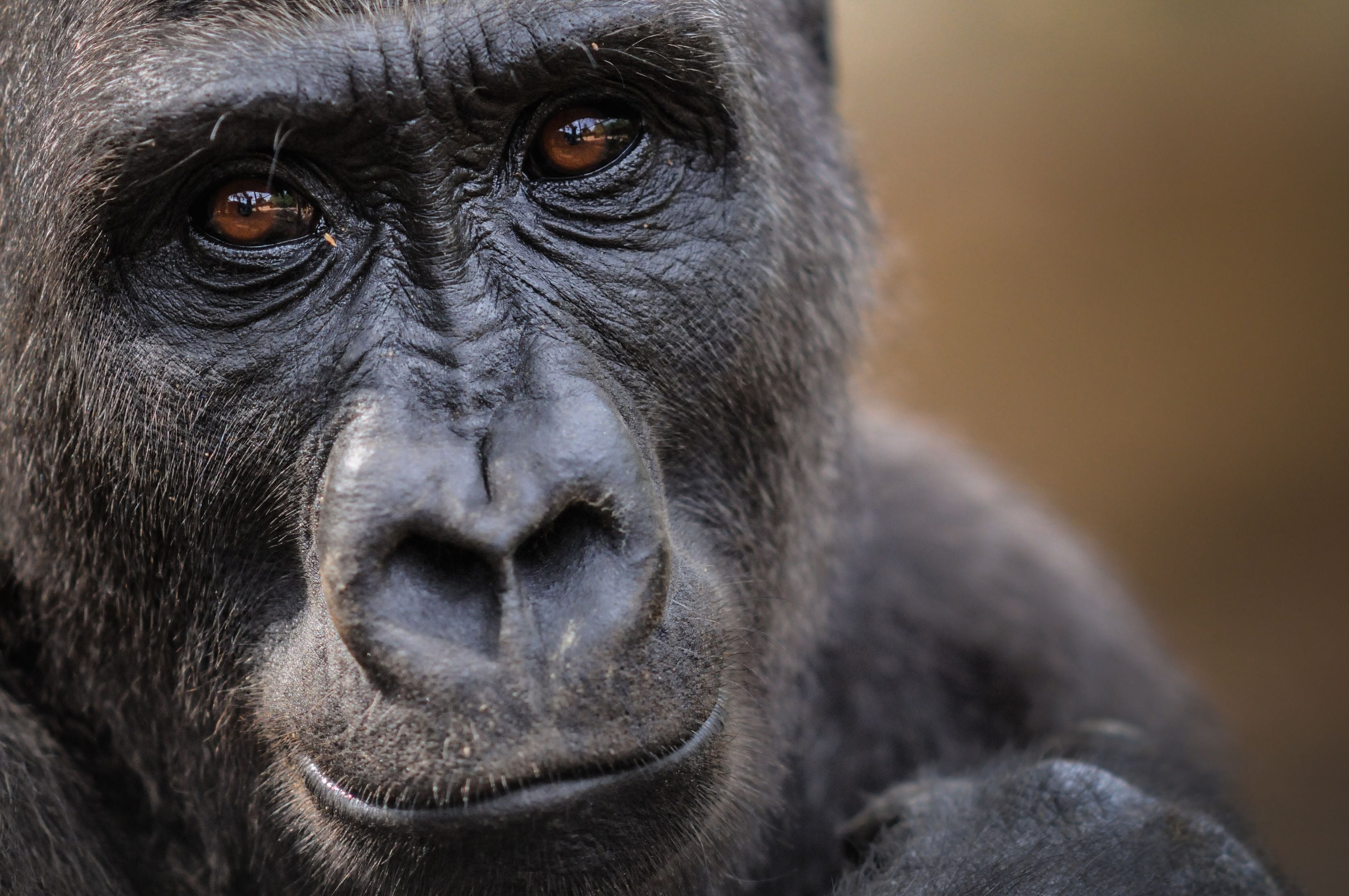 close up portrait of gorilla