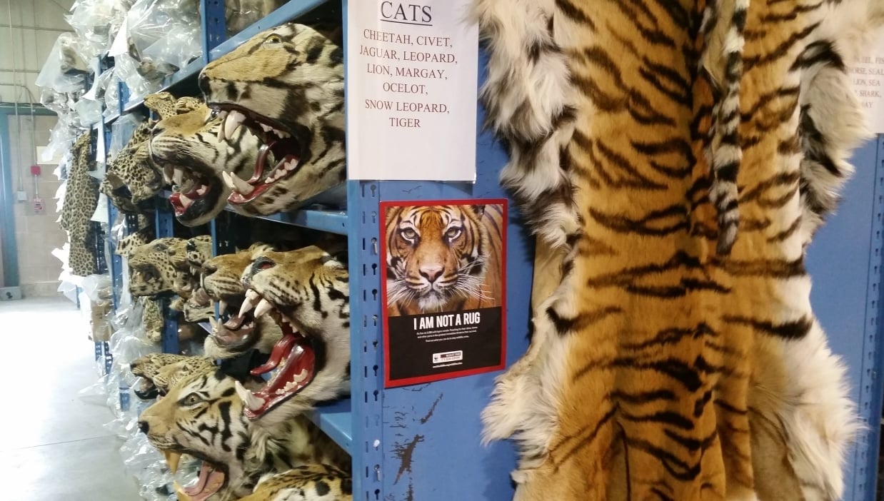 taxidermy tiger heads on rows of shelves