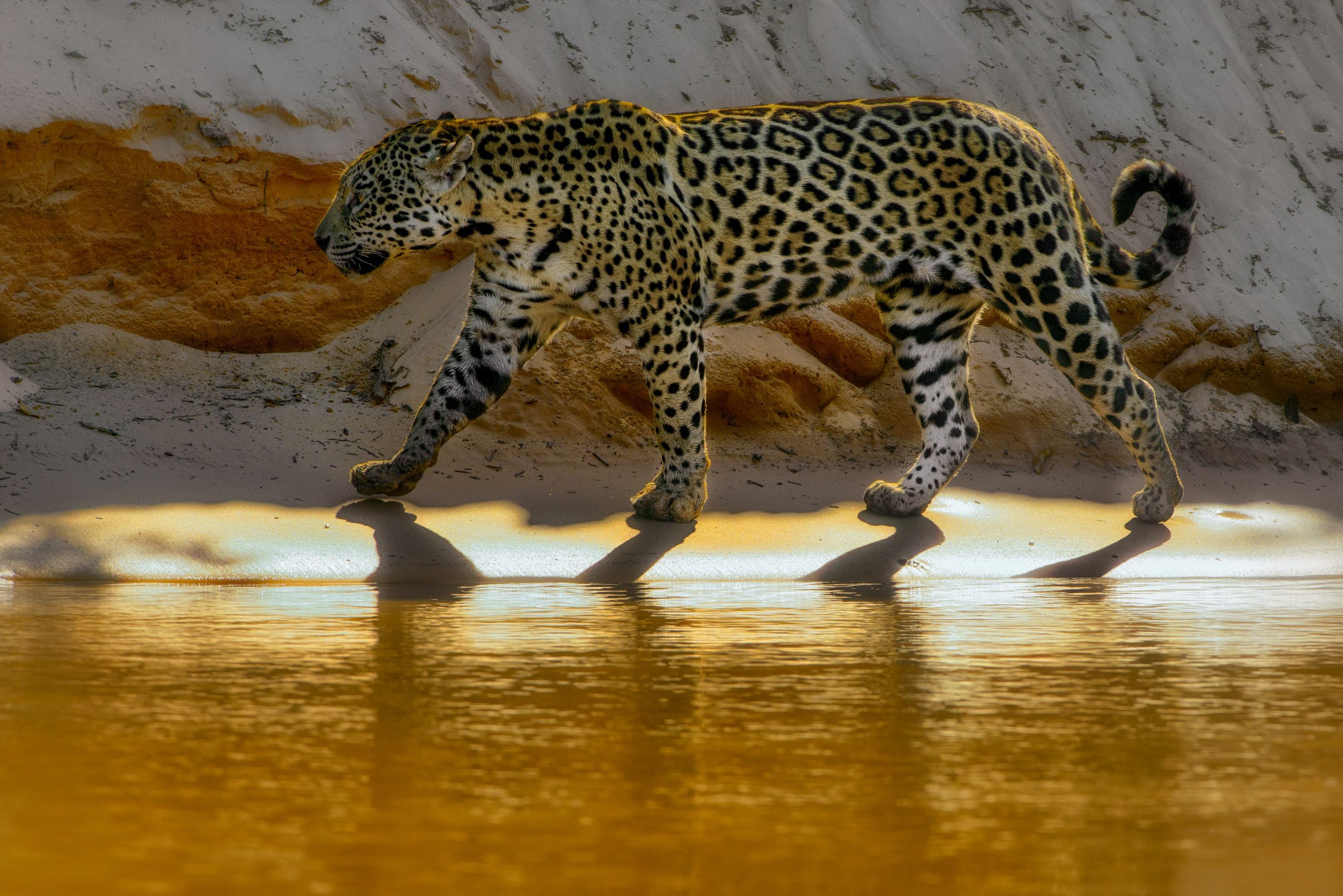 side view of jaguar walking along shoreline