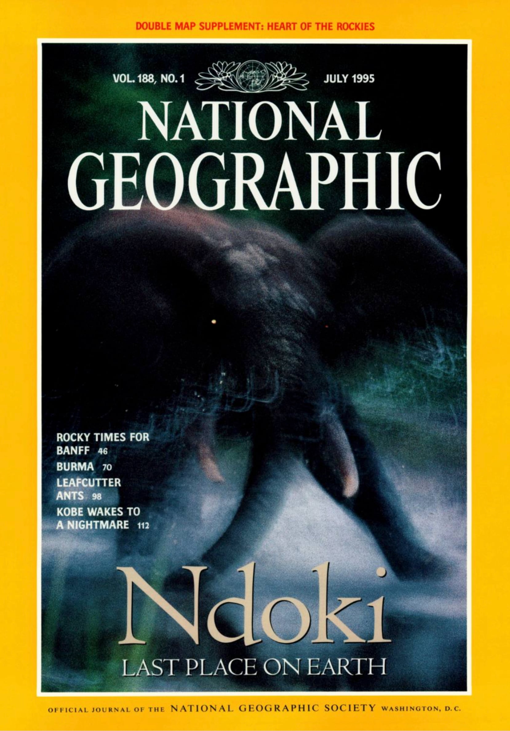 high-angle view of body of gorilla being carried on stretcher made from sticks like pall-bearersa