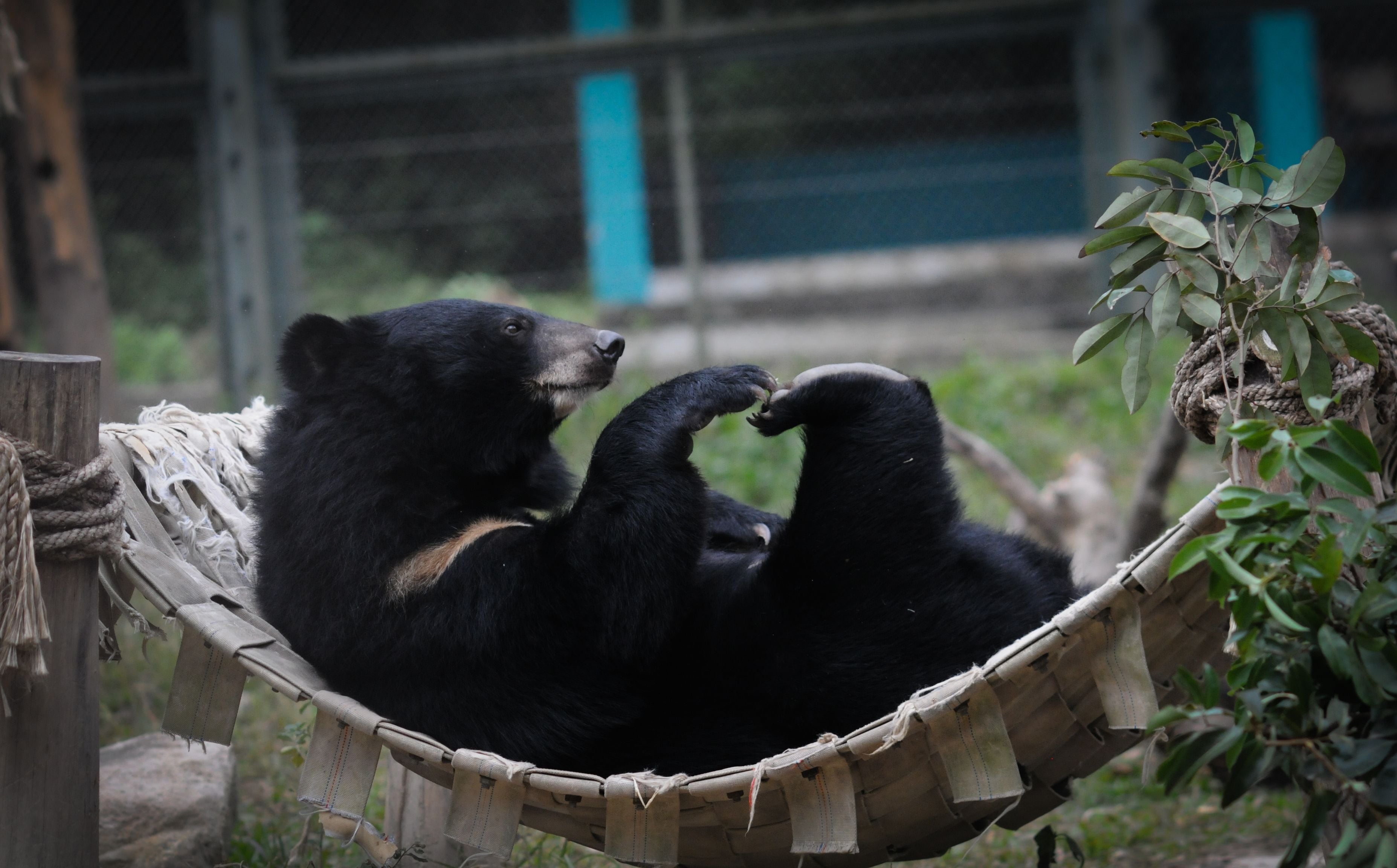 Asiatic black bear lounging on back in hammock