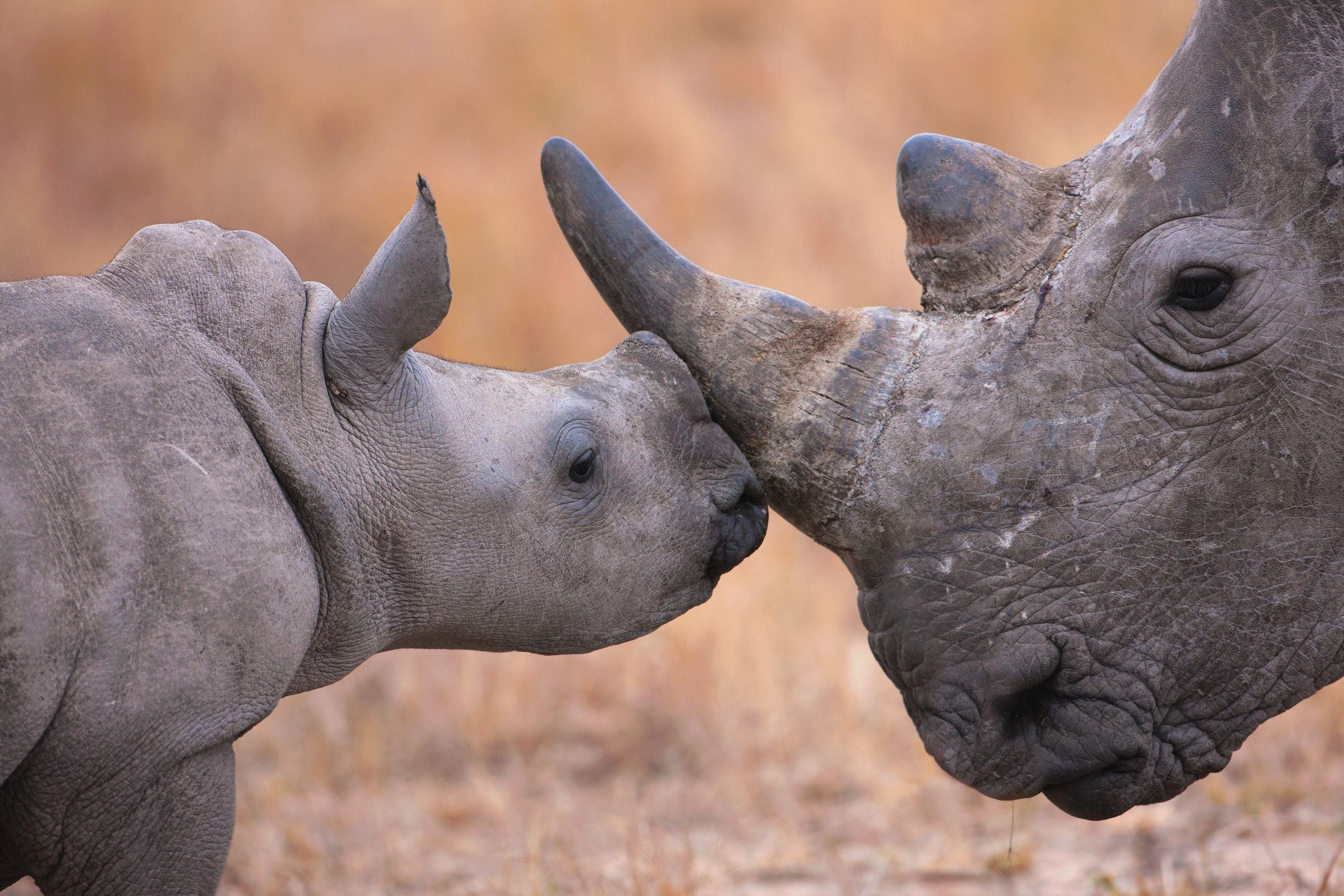 rhino calf and adult touching noses